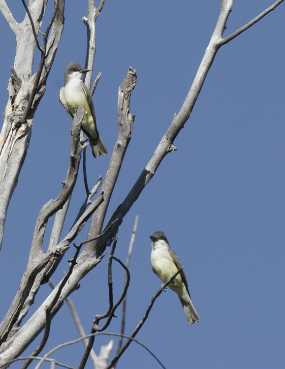 Thick-billed Kingbird-3.jpg
