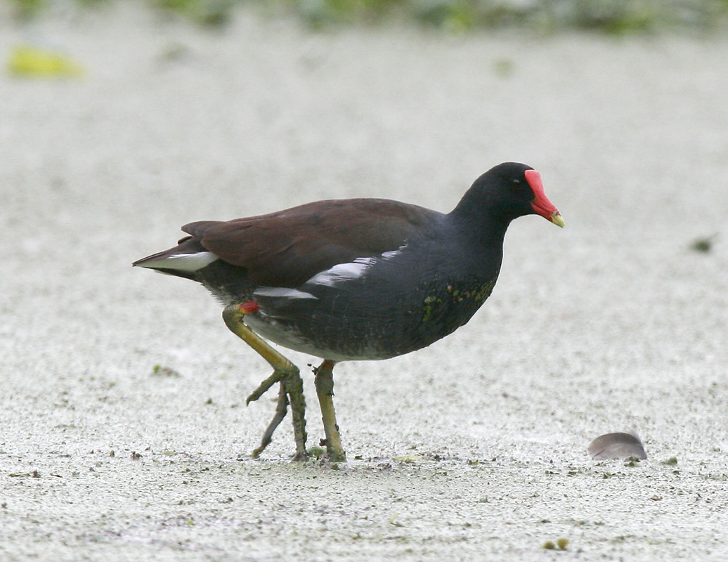 Moorhen-1.jpg