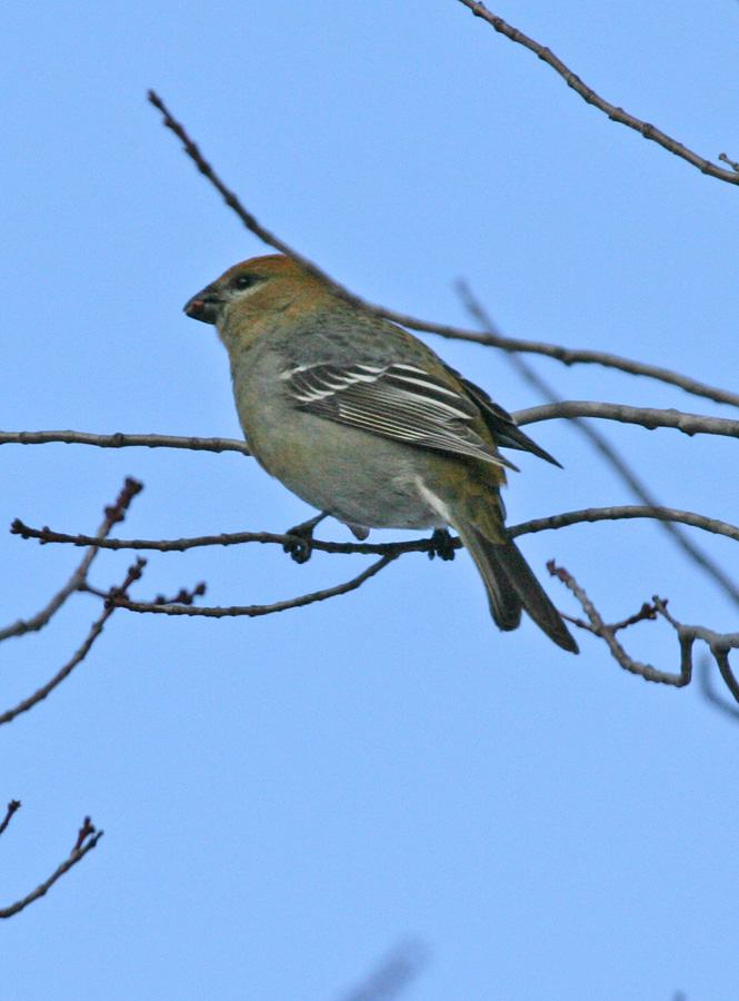 Pine Grosbeak-7f.jpg