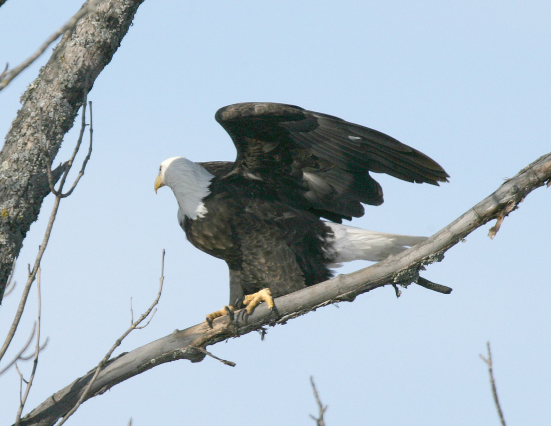 Bald Eagle-4.jpg