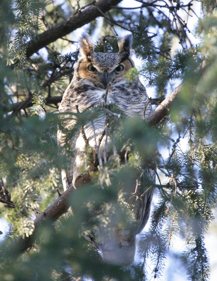 Great Horned Owl-1.jpg