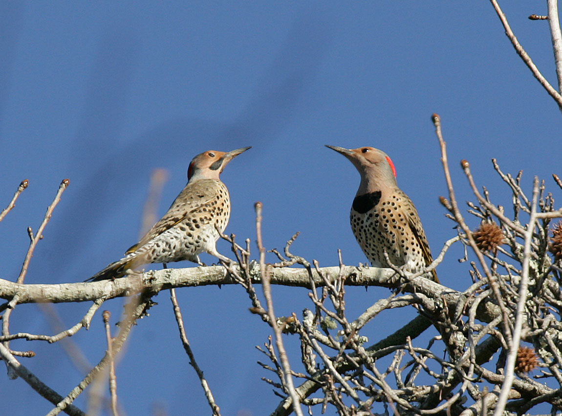 N_Flicker-courting.jpg