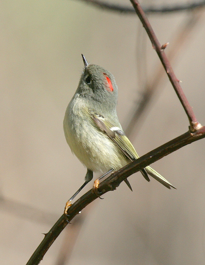 Ruby Crowned Kinglet-4.jpg