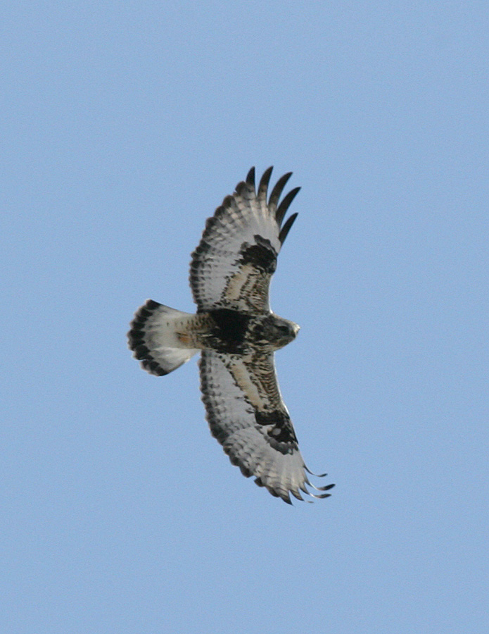 Ruff-legged Hawk-2.jpg