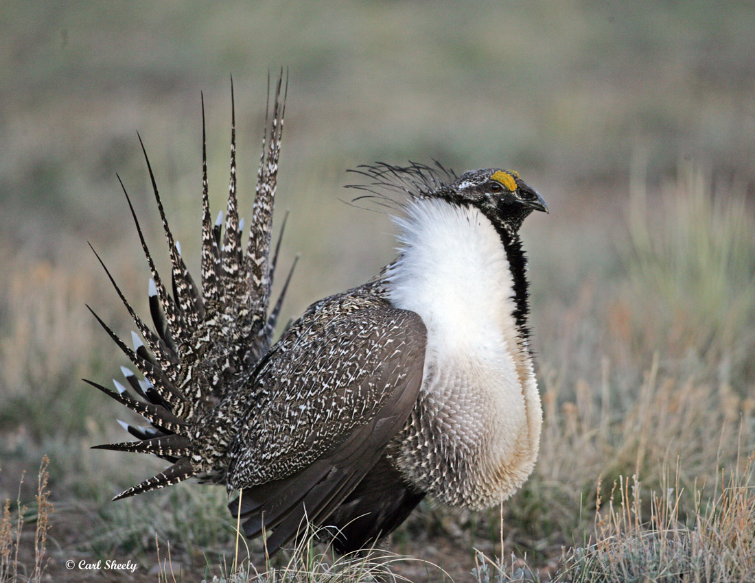 Greater Sage Grouse-1.jpg