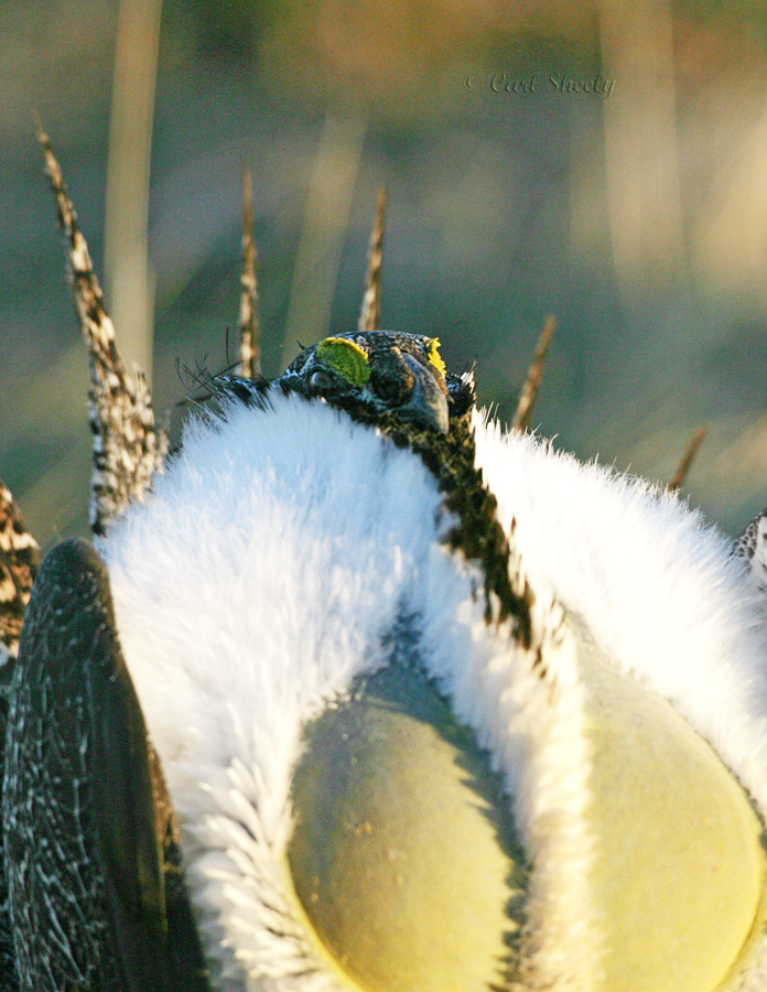 Greater Sage Grouse-13.jpg