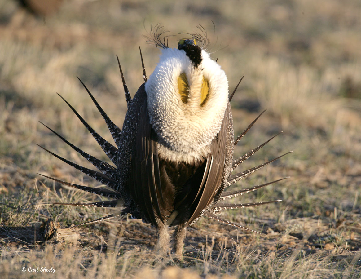 Greater Sage Grouse-16.jpg