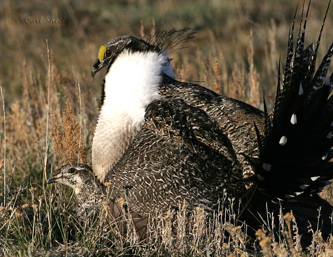 Greater Sage Grouse-25.jpg