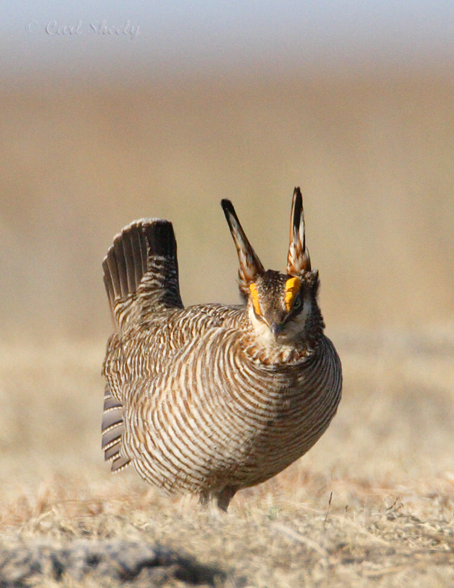 Lesser Prairie Chicken-16.jpg