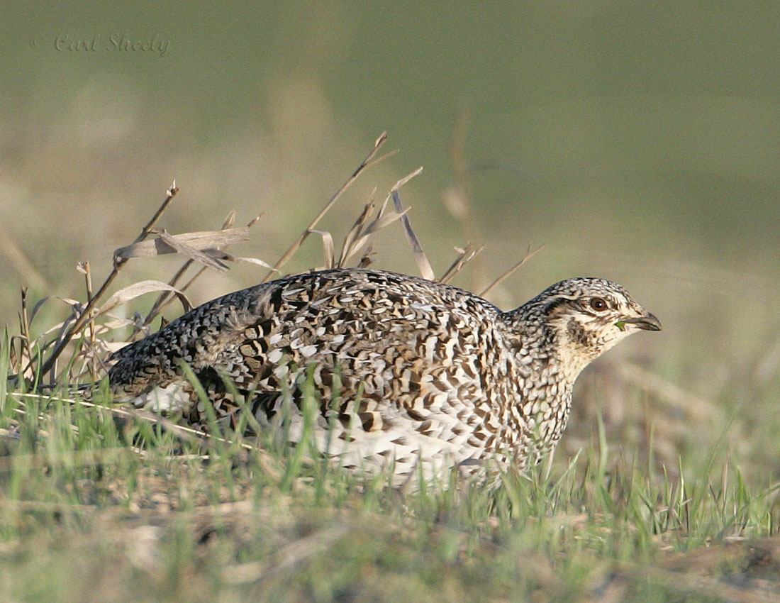 Sharp-tailed Grouse-3.jpg