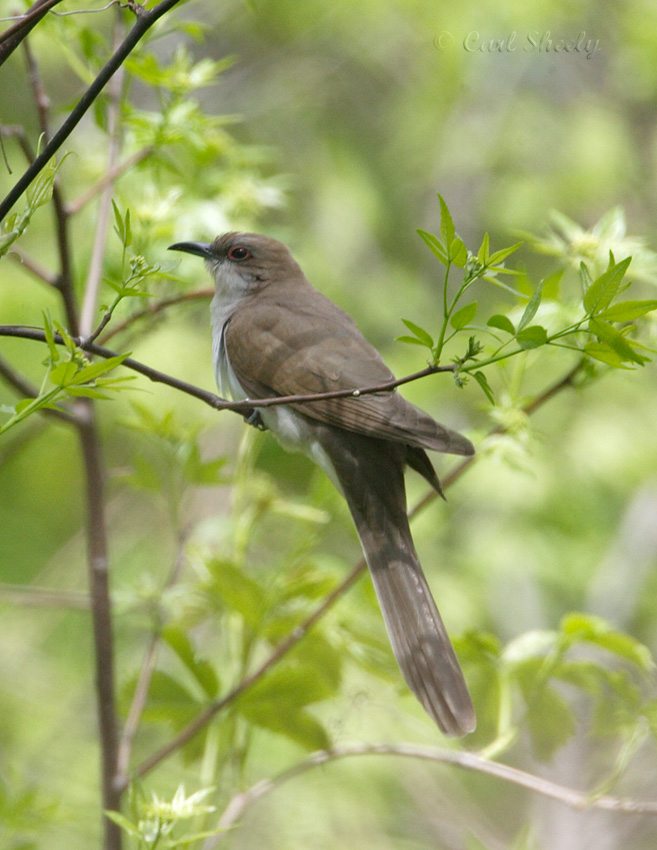 Black-billed Cuckoo-1.jpg