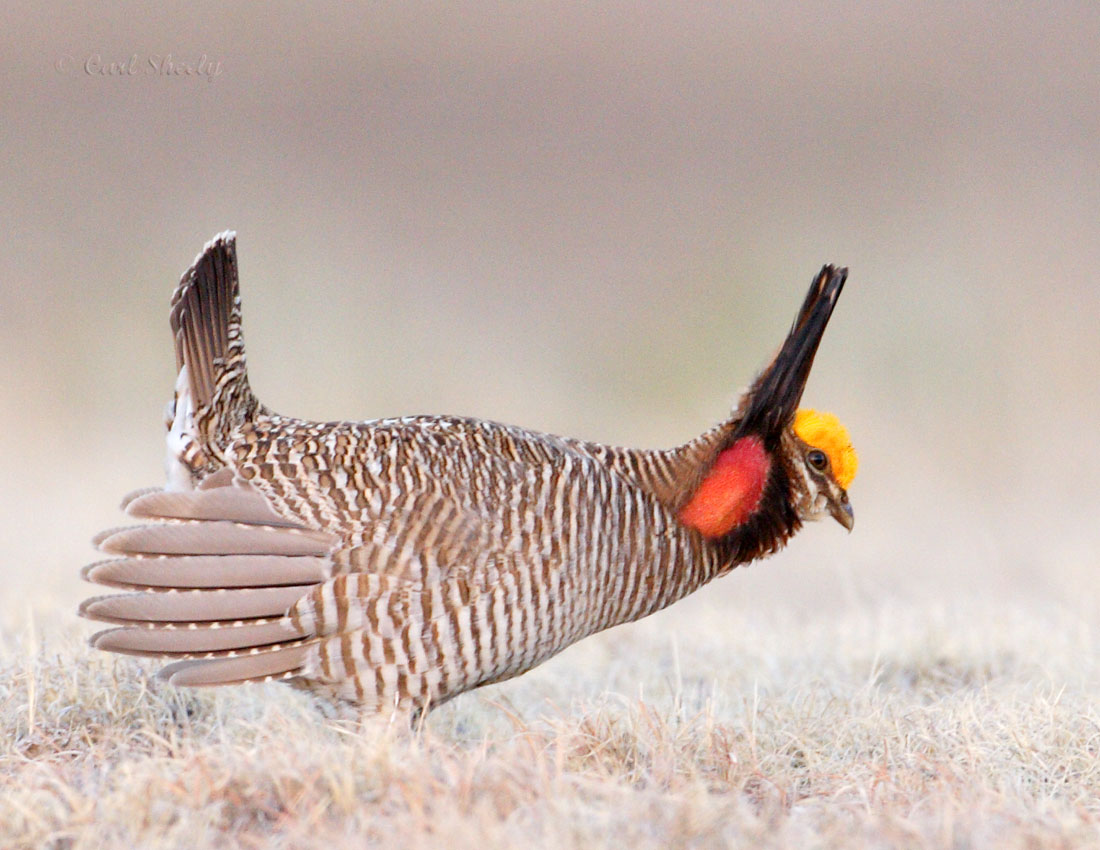 Lesser Prairie Chicken-4.jpg