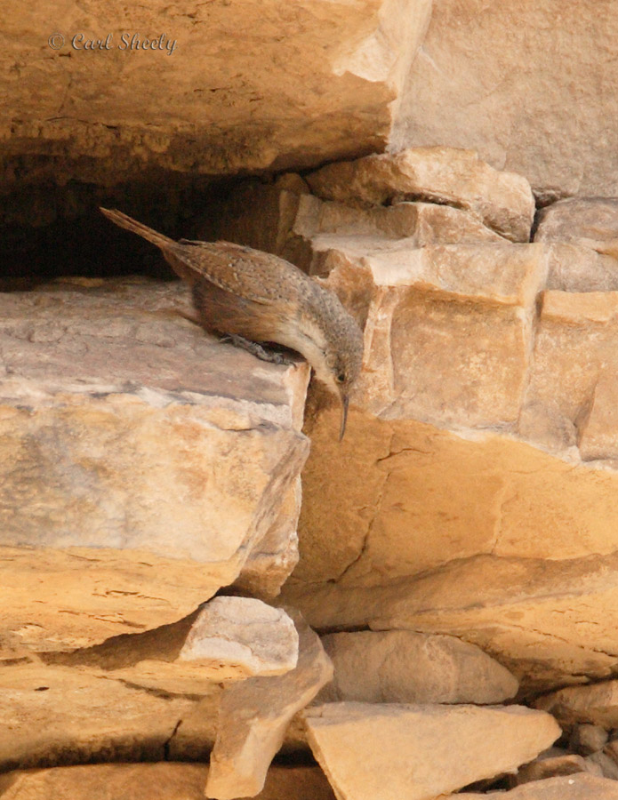 Canyon Wren-3.jpg