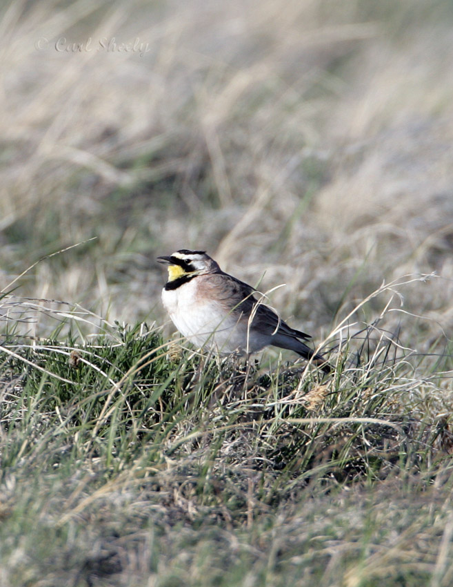 Horned Lark-1.jpg