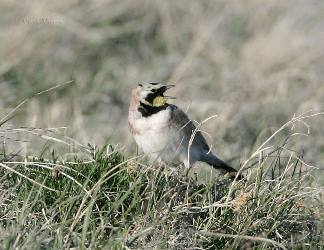 Horned Lark-2.jpg