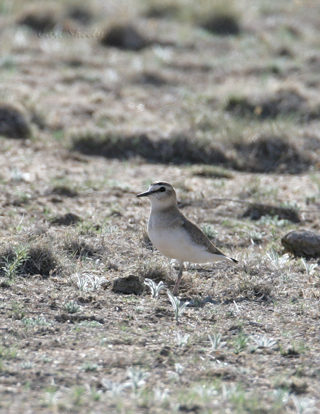 Mountain Plover.jpg