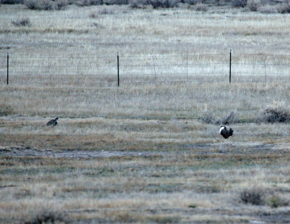 GunnisonSageGrouse.jpg