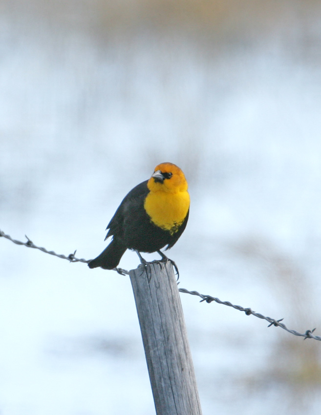 Yellow-headed Blackbird.jpg