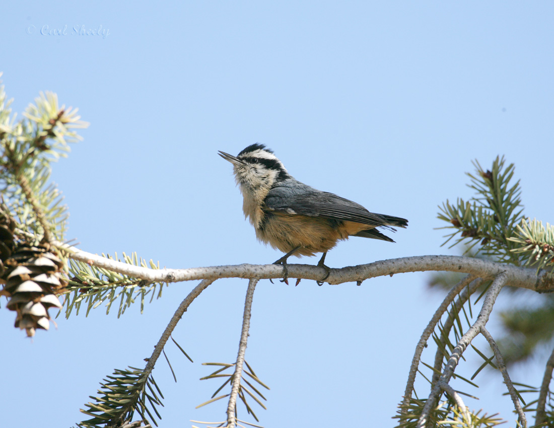 Red-breasted Nuthatch-4.jpg