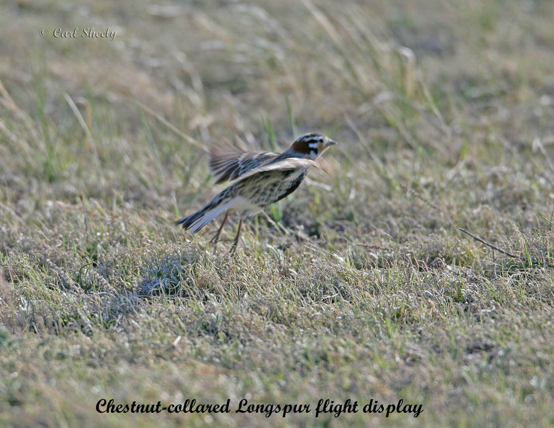Chestnut-collared Longspur-3.jpg