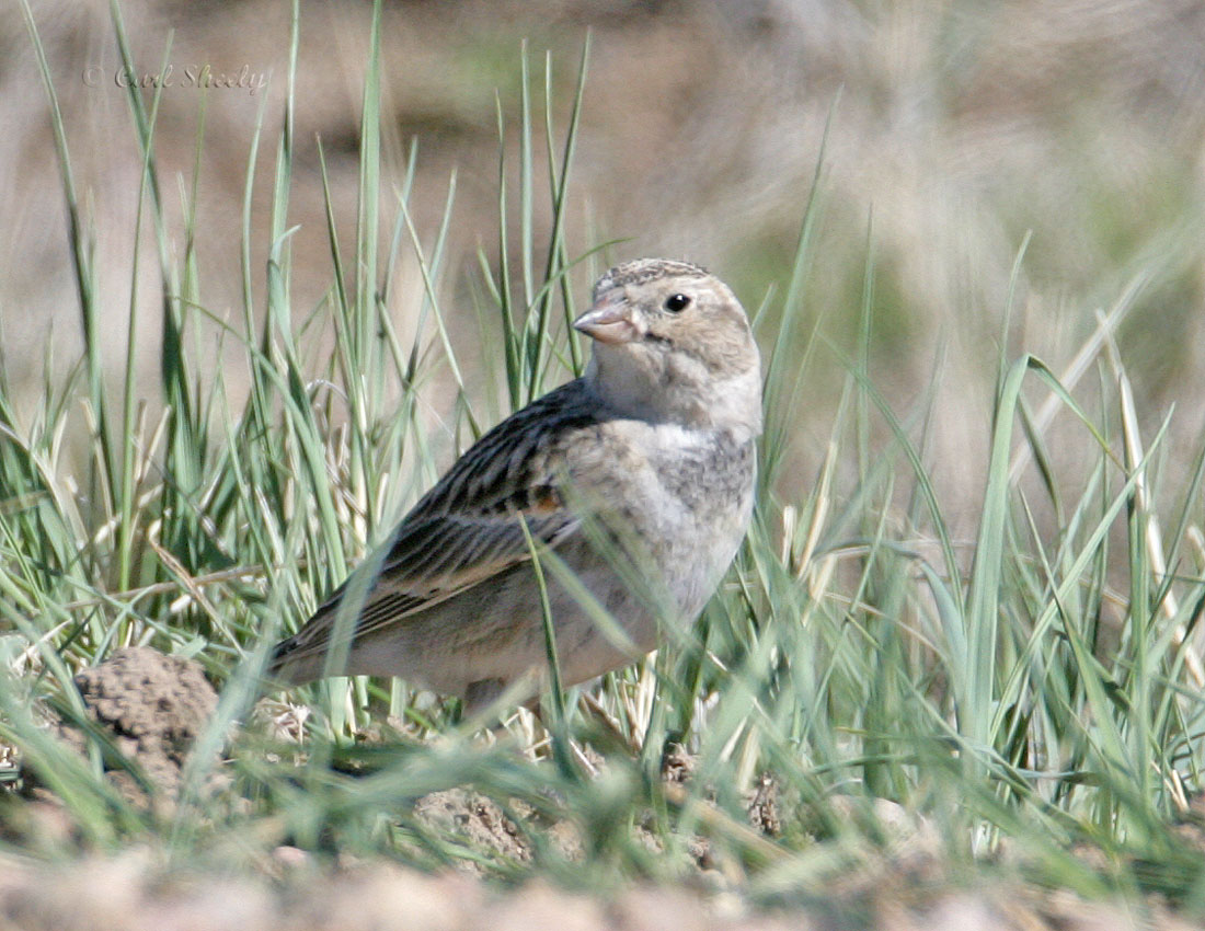 McCowns Longspur_f.jpg