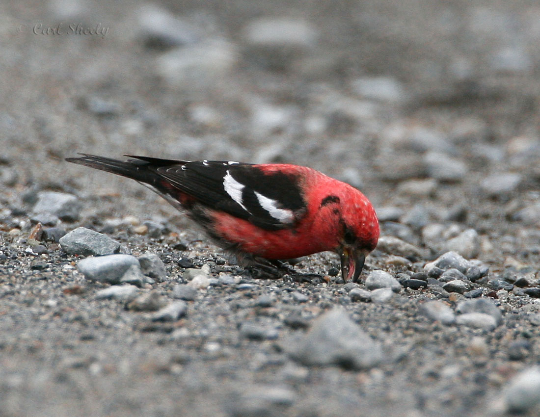White-winged Crossbill_3.jpg