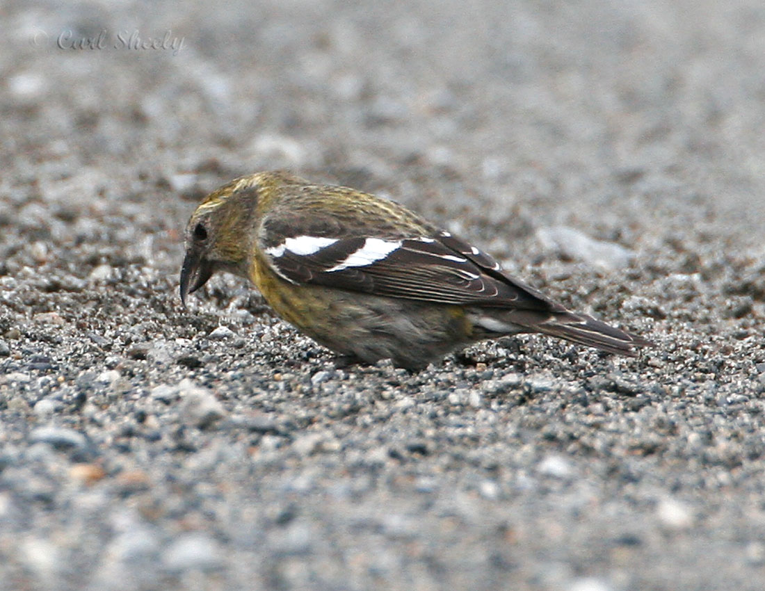 White-winged Crossbill_4.jpg