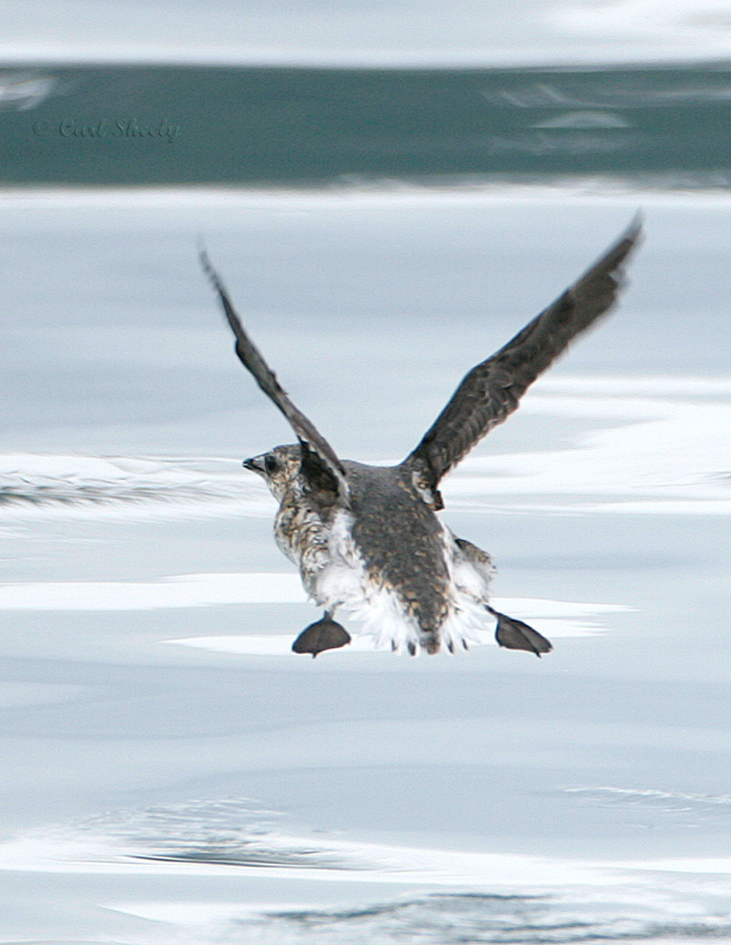 Kittlitzs Murrelet-6.jpg