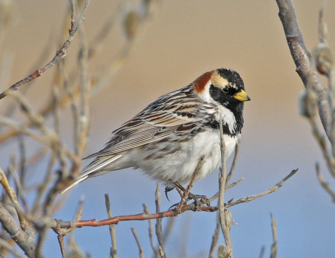 Lapland Longspur_2.jpg