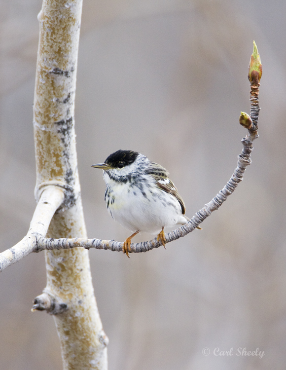 Blackpoll Warbler-6.jpg