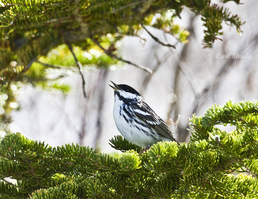 Blackpoll-4.jpg