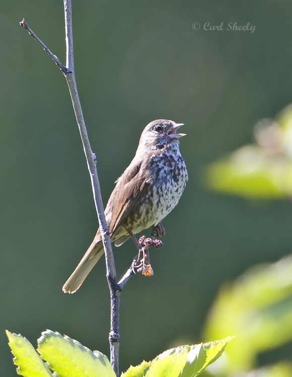 Fox Sparrow-Anchorage.jpg