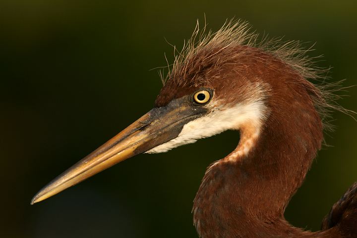 Fledgling