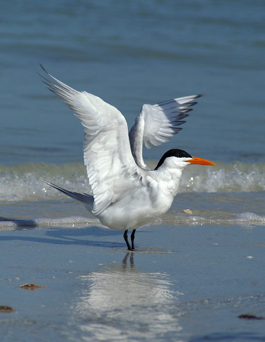 Wing stretch