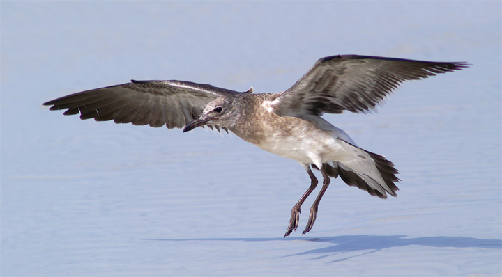 Juvy landing