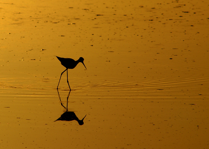 Foraging at dawn