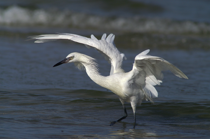 Surf fishing