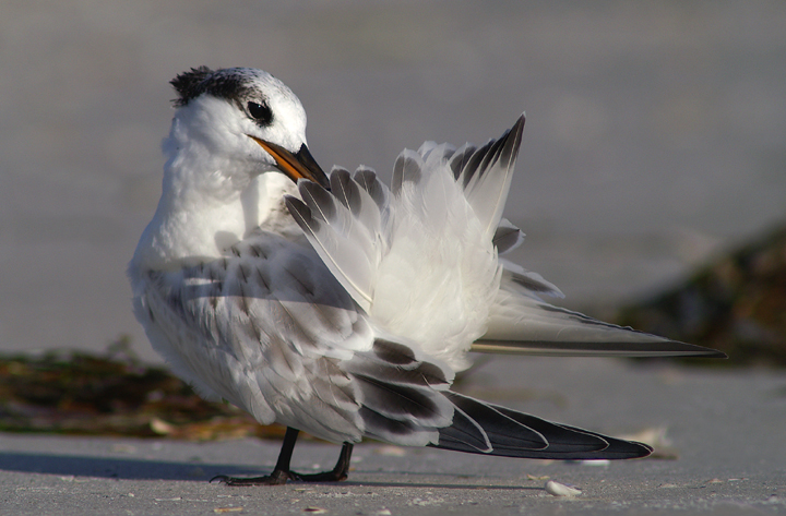 Juvy Sandwich Tern preening