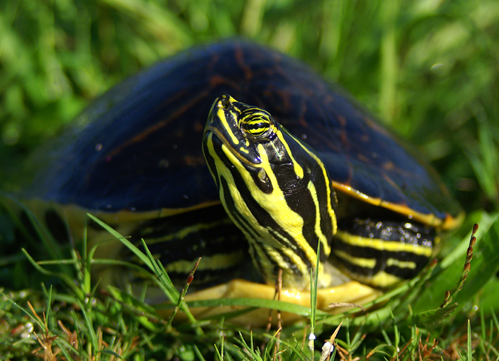Common Florida Cooter