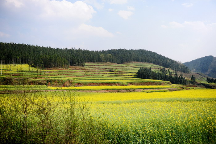 Luoping017