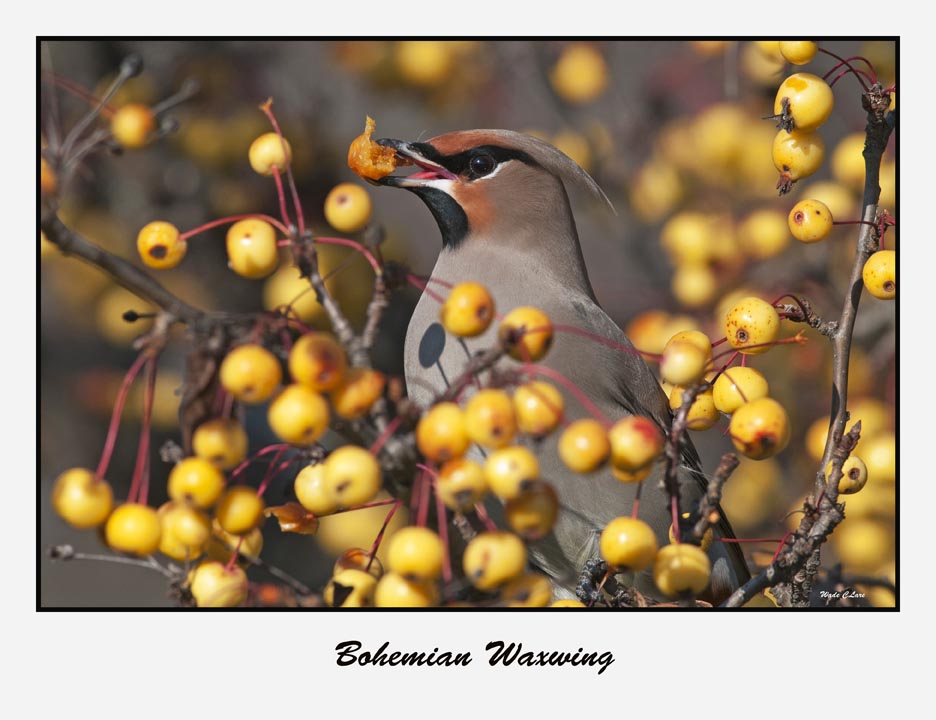 Bohemian Waxwing