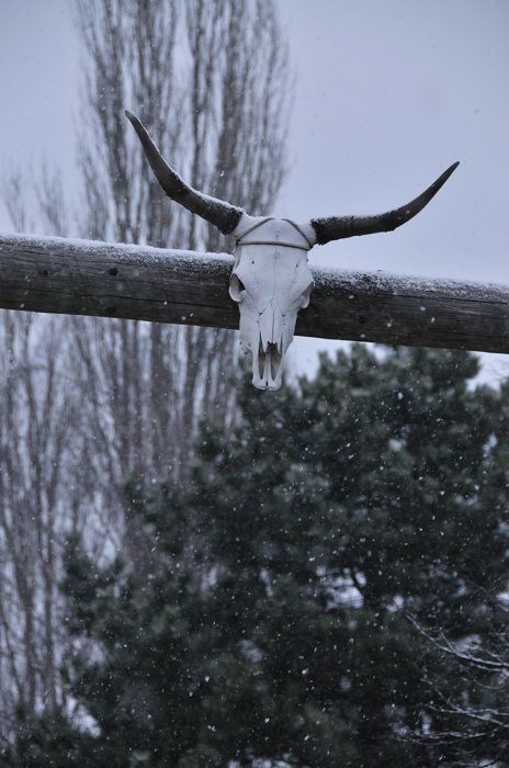 bull de neige
