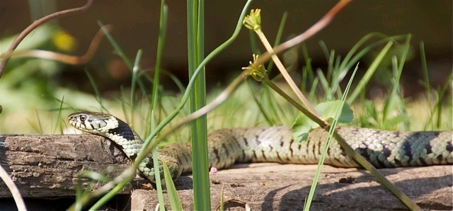 Grass Snake