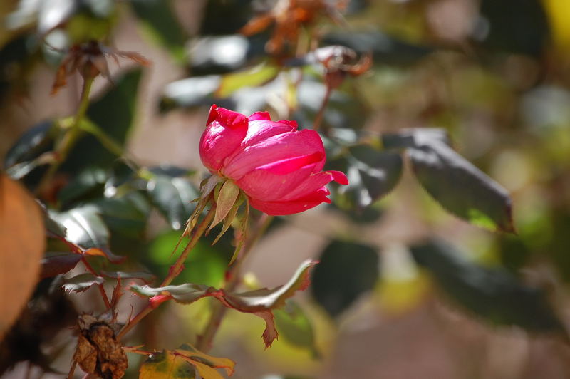 Nikon 50mm 1.80001.JPG