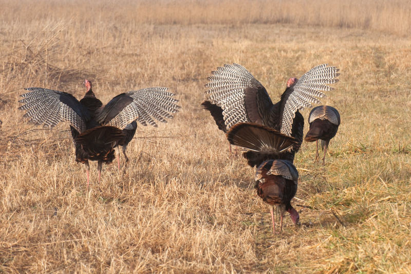 JPG CS Turkey Wings -2113.jpg