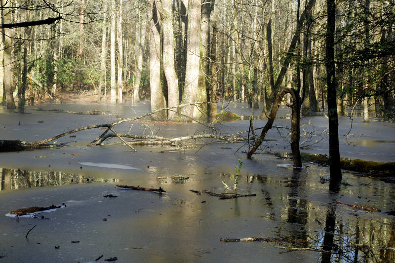 JPG CS 1 Frozen Pond DSC_2830.jpg