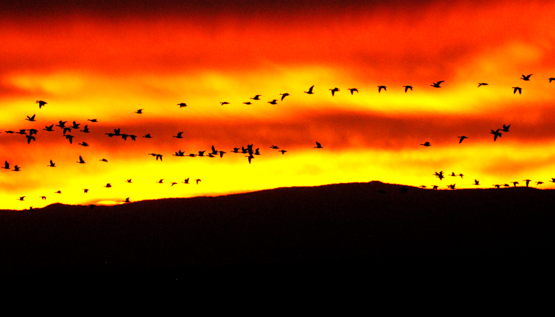 The Dawn Patrol