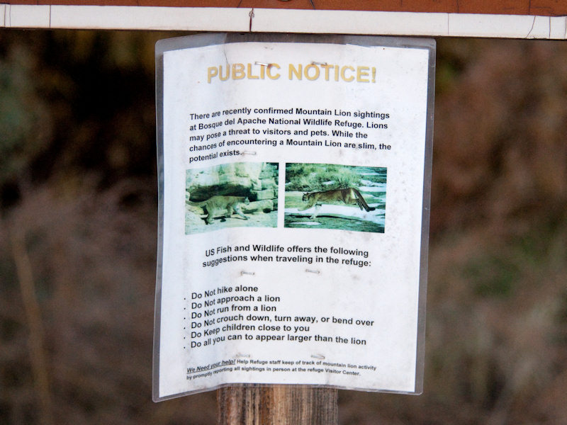 Mountain Lion Warning
