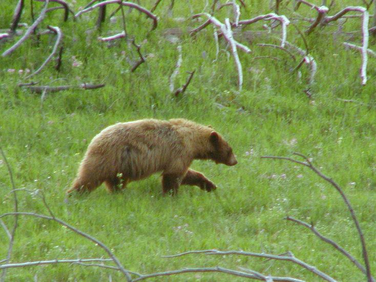 JPG CS Cinnamon Bear P6226832.jpg
