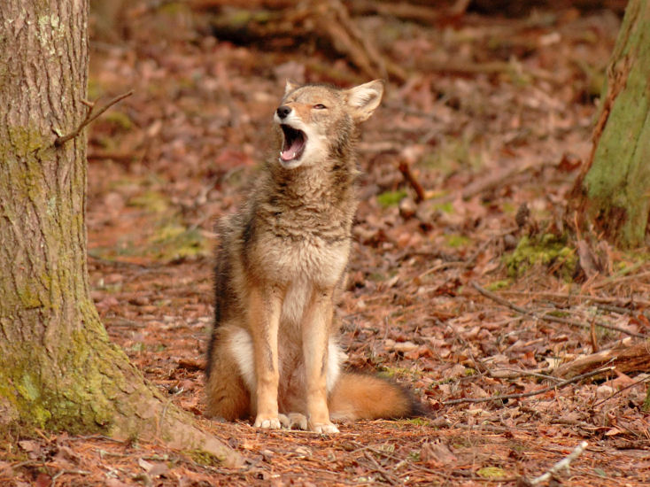 JPG CS 2 Coyote Yawn DSC_0406.jpg